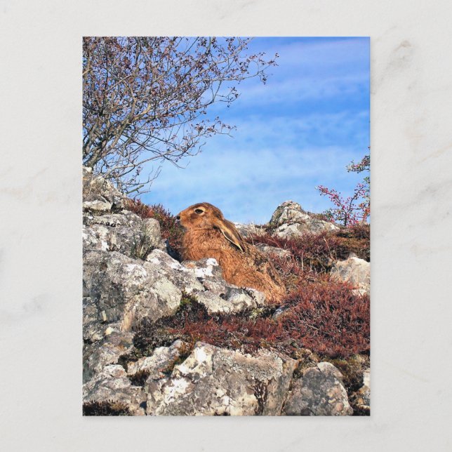 POSTAL HARE (Anverso)