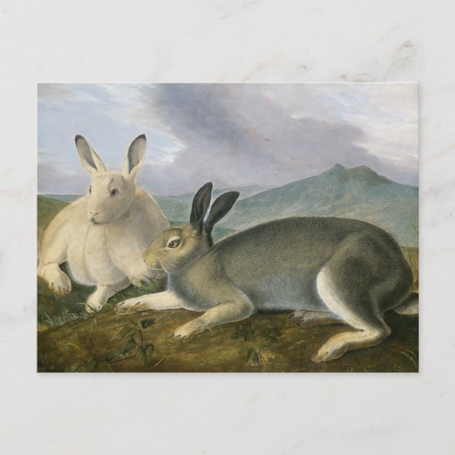 Postal Hare Ártica de John James Audubon (Anverso)