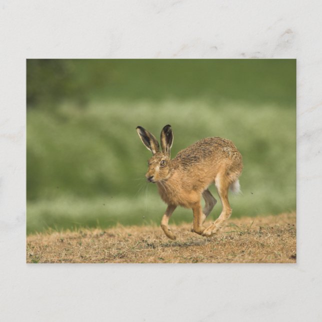 Postal Hare Postcard (Anverso)