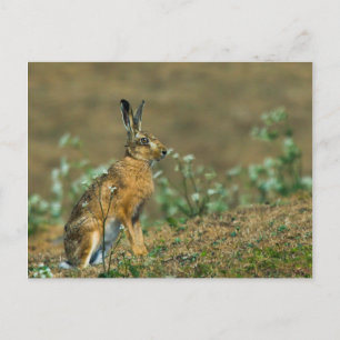Postal Hare Postcard