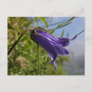 Postal Harebell en la isla Unalaska