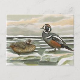 Postal Harlequin Duck