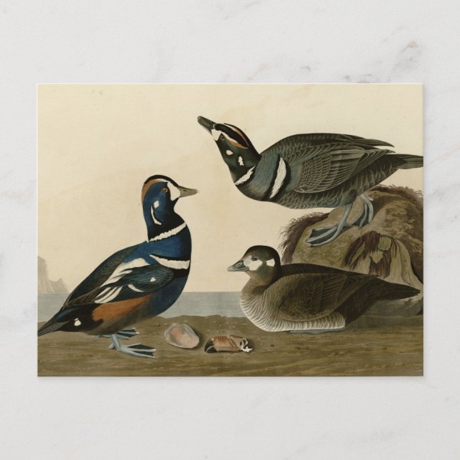 Postal Harlequin Duck (Anverso)