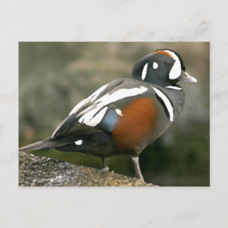 Postal Harlequin Duck (drenaje)