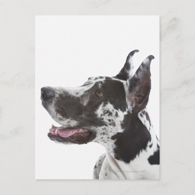 Postal Harlequin Great Dane (Anverso)