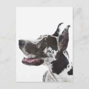 Postal Harlequin Great Dane