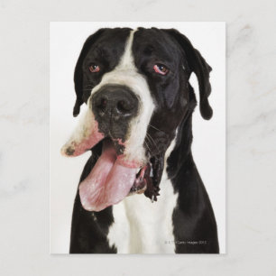 Postal Harlequin Great Dane, acercamiento a white