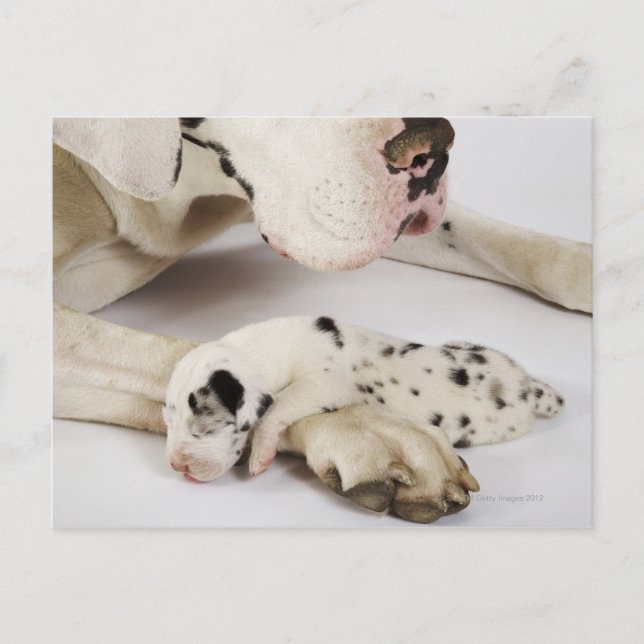 Postal Harlequin Great Dane cachorro durmiendo en madre (Anverso)