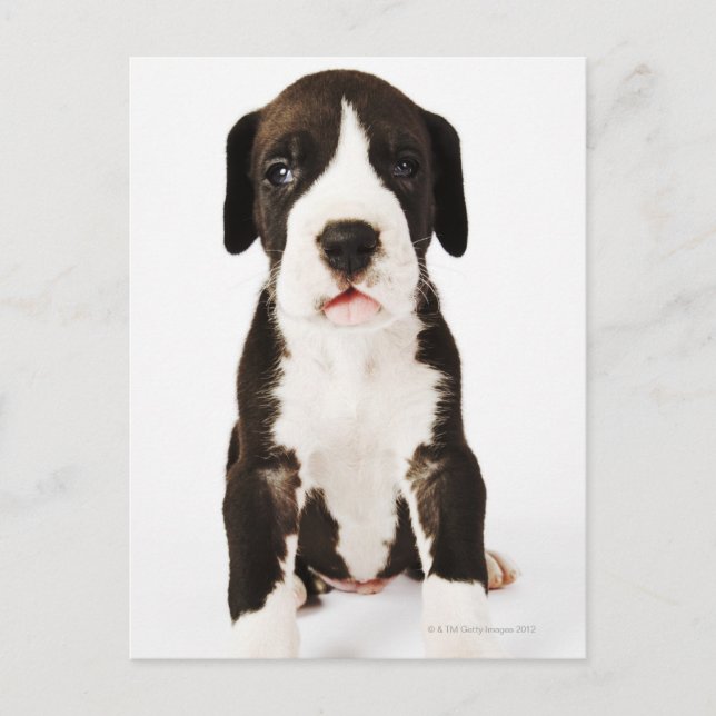 Postal Harlequin Great Dane cachorro sobre fondo blanco (Anverso)