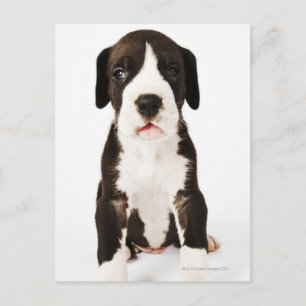 Postal Harlequin Great Dane cachorro sobre fondo blanco