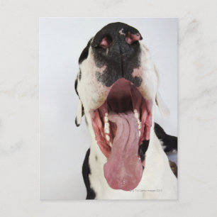 Postal Harlequin Great Dane con boca abierta, de cerca,