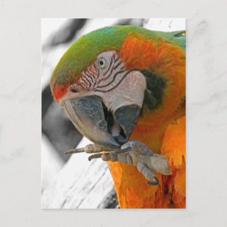 Postal Harlequin Macaw Foot