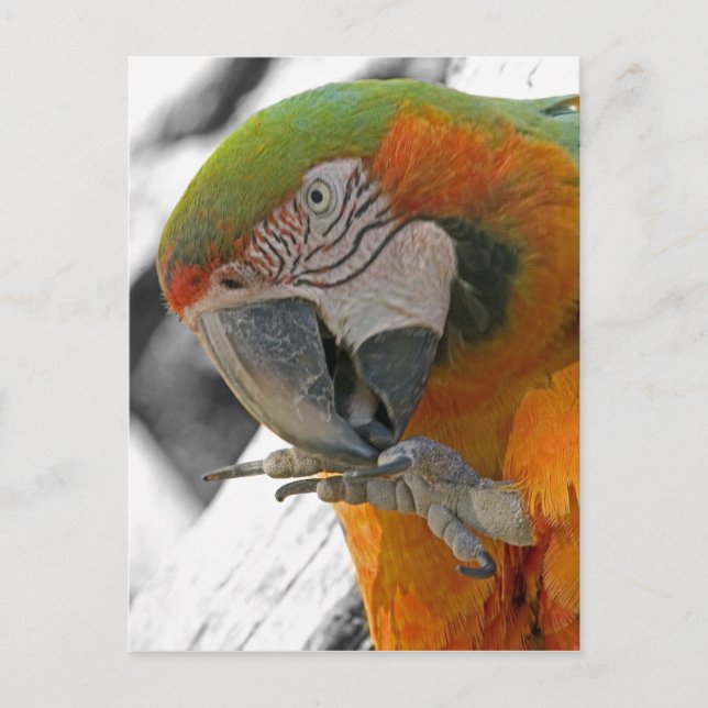 Postal Harlequin Macaw Foot (Anverso)