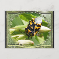 Harlequin stink bug calendar ~ postcard