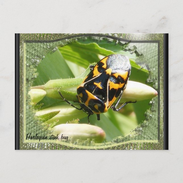 Postal Harlequin stink bug calendar ~ postcard (Anverso)