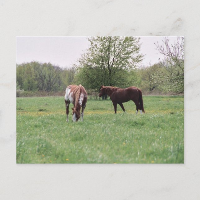 Postal Harley & Lady Postcard (Anverso)