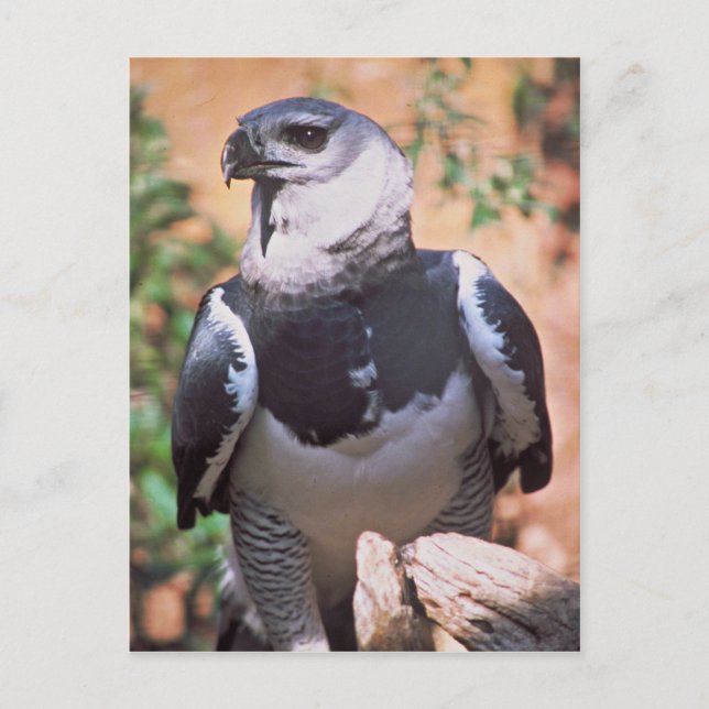 Postal Harpey Eagle (Anverso)