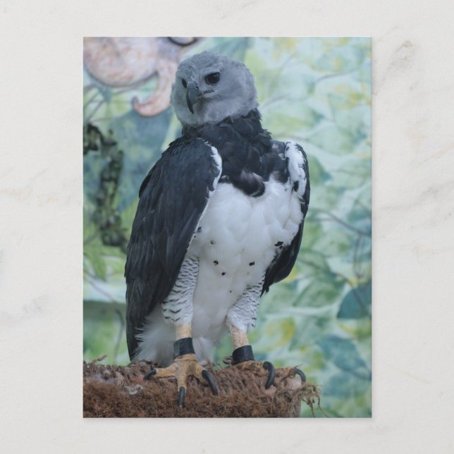 Postal Harpy Eagle (Anverso)