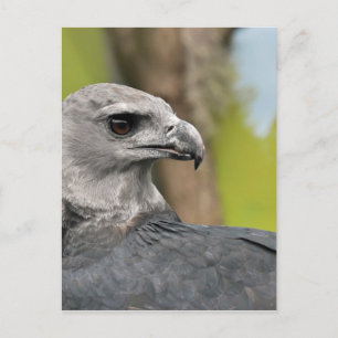 Postal Harpy Eagle 1.JPG