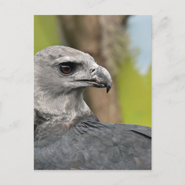 Postal Harpy Eagle 1.JPG (Anverso)