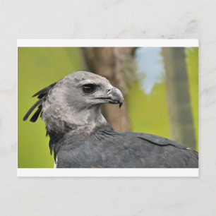 Postal Harpy Eagle 1.JPG