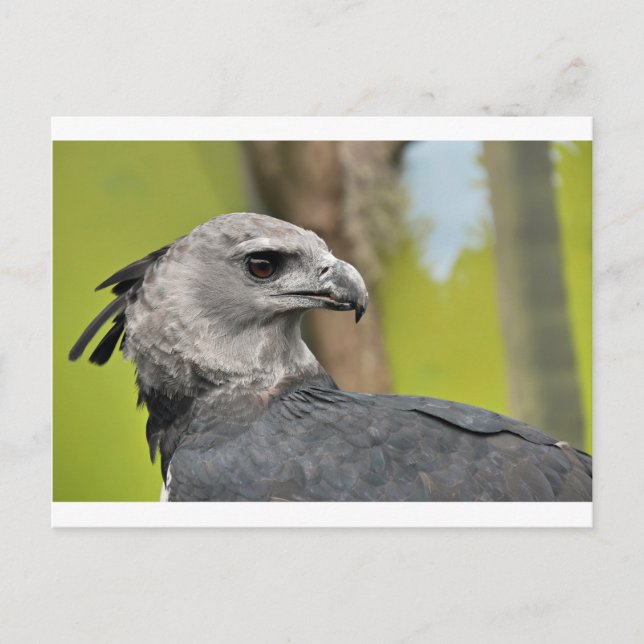 Postal Harpy Eagle 1.JPG (Anverso)