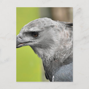 Postal Harpy Eagle 2.JPG