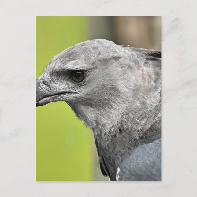 Postal Harpy Eagle 2.JPG (Anverso)
