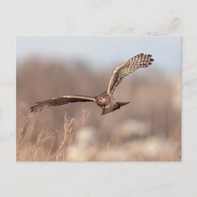 Postal Harrier septentrional (Anverso)