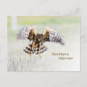 Postal Harrier septentrional