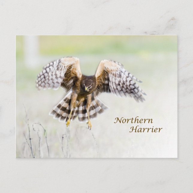 Postal Harrier septentrional (Anverso)