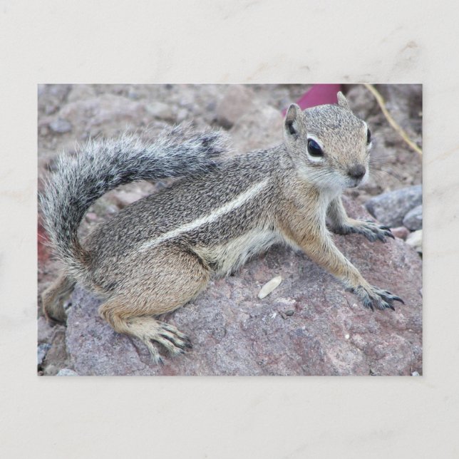 Postal Harris Antelope Squirrel (Anverso)