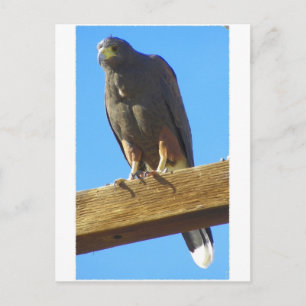Postal Harris Hawk