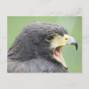 Postal Harris Hawk