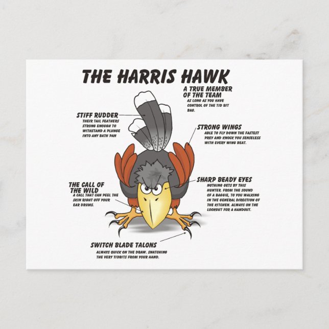 Postal Harris Hawk el dibujo animado (Anverso)