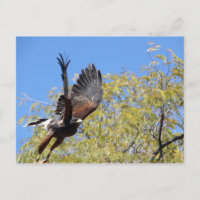 Harris Hawk toma vuelo