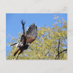 Postal Harris Hawk toma vuelo