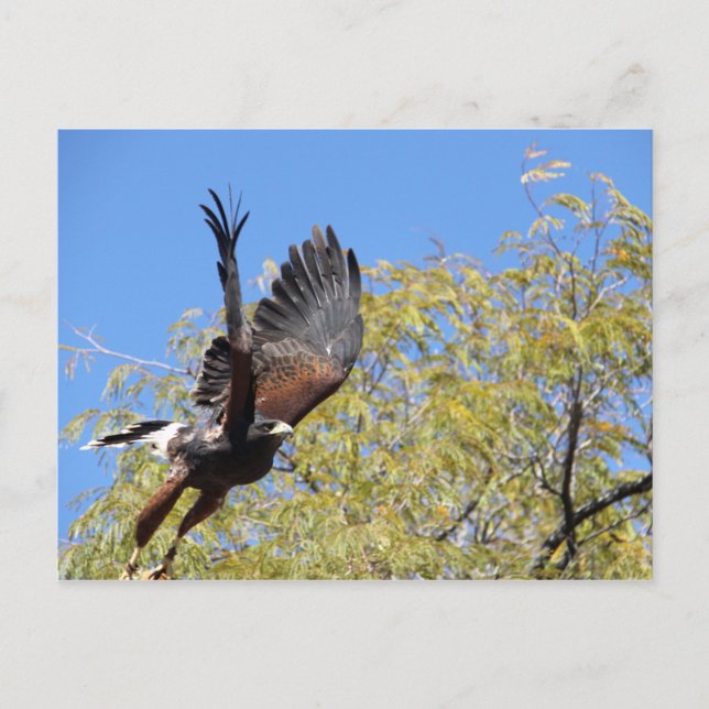 Postal Harris Hawk toma vuelo (Anverso)