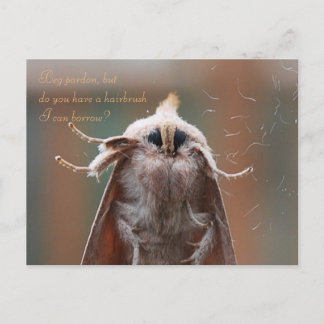 Postal Harry the Hairy Moth Postcard