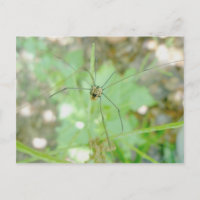 Harvestman Daddy Longleg (Opiliones)