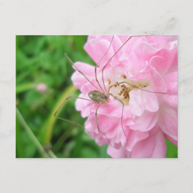 Postal Harvestman Daddy Longleg (Opiliones) (Anverso)
