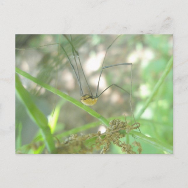 Postal Harvestman Daddy Longleg (Opiliones) (Anverso)