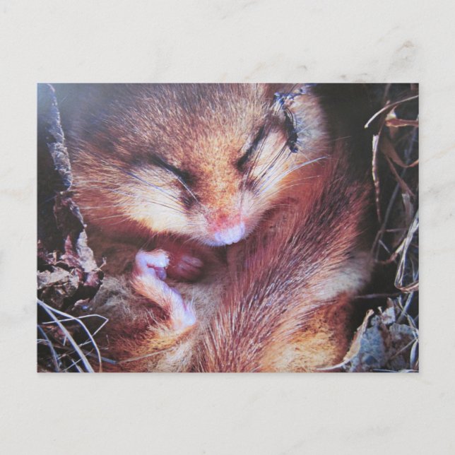 Postal Haselmaus-Postkarte (Anverso)