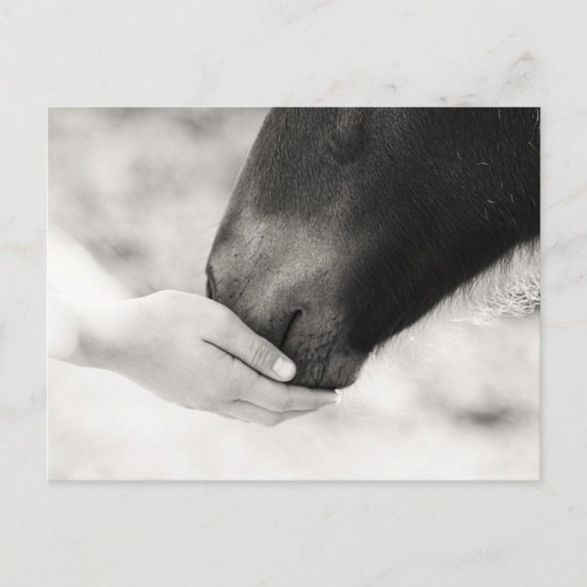 Postal Häst Horse (Anverso)