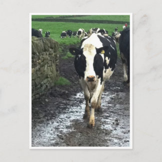 Postal 'Hasta que las vacas regresen a casa