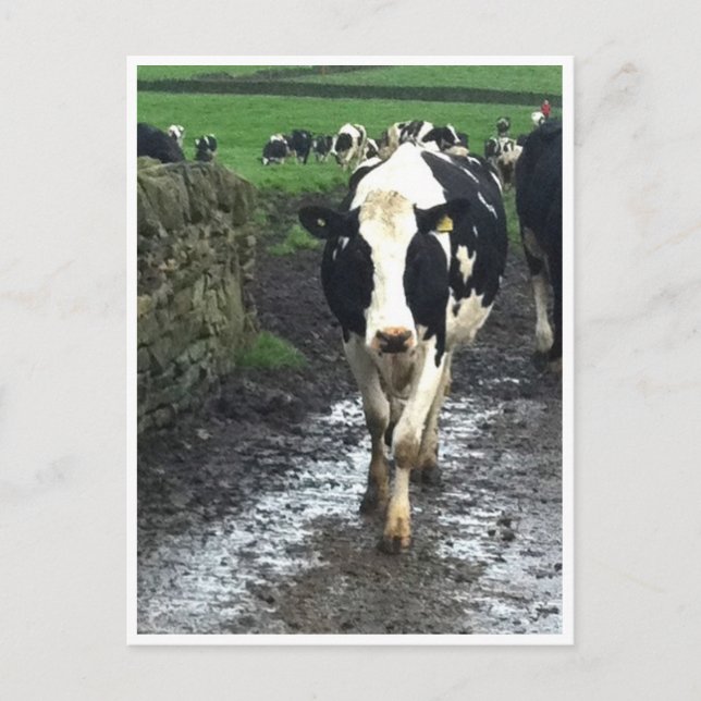 Postal 'Hasta que las vacas regresen a casa (Anverso)