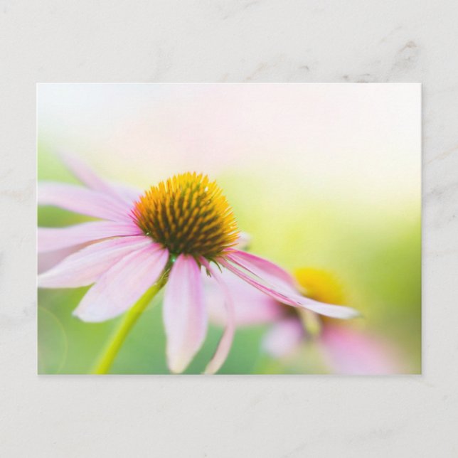 Postal Hasta que los rayos de sol te encuentren (Anverso)