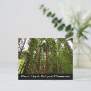 Postal Hasta Redwoods I en el Monumento Nacional Muir Woo