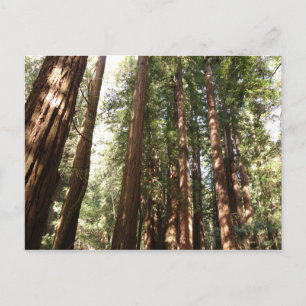 Postal Hasta Redwoods II en el Monumento Nacional Muir Wo