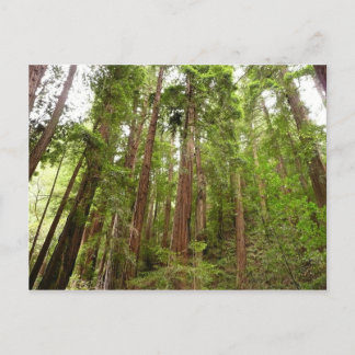 Postal Hasta secuoyas en el Monumento Nacional Muir Woods